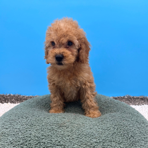 Goldendoodle Puppy Weston