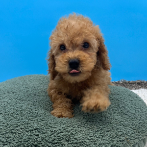 Goldendoodle Puppy Weston