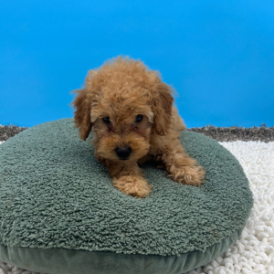 Goldendoodle Puppy Weston