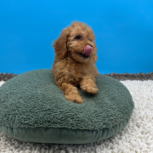 Goldendoodle Puppy Weston