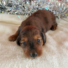 Dachshund Puppy Abby