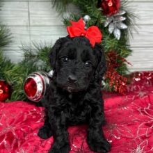 Cavapoo Puppy Clara