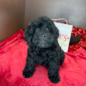 Cavapoo Puppy Clara