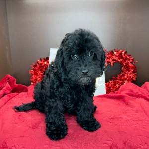 Cavapoo Puppy Clara