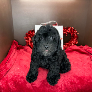 Cavapoo Puppy Clara