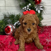 Cavapoo Puppy Crystal