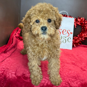 Cavapoo Puppy Crystal