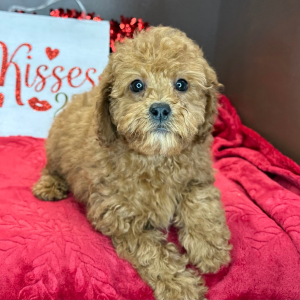 Cavapoo Puppy Crystal