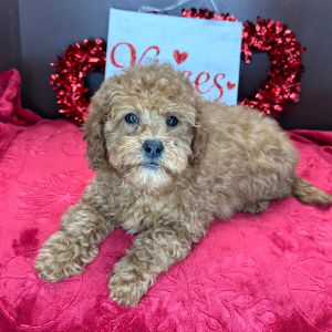 Cavapoo Puppy Crystal