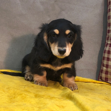 Dachshund Puppy Bosey