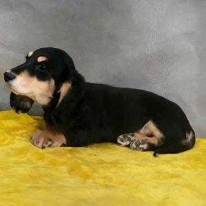 Dachshund Puppy Bosey