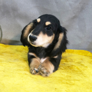 Dachshund Puppy Bosey