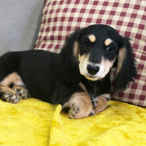 Dachshund Puppy Bosey