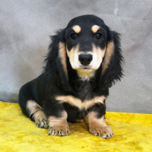 Dachshund Puppy Bosey