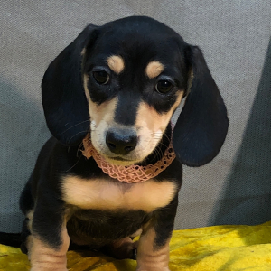 Dachshund Puppy Bonnie