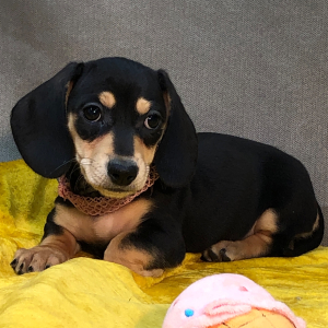 Dachshund Puppy Bonnie