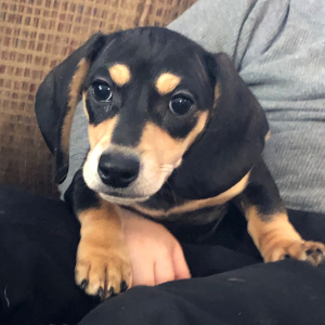 Dachshund Puppy Bonnie
