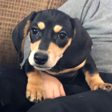Dachshund Puppy Bonnie