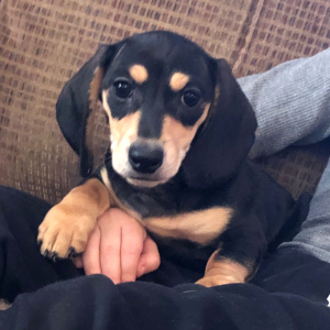 Dachshund Puppy Bonnie