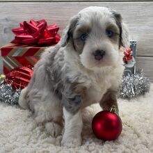 Bernedoodle Puppy Cassidy