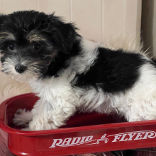 Coton de Tulear Puppy Bear