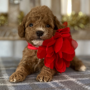 Goldendoodle Puppy Teddy