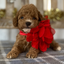 Goldendoodle Puppy Teddy