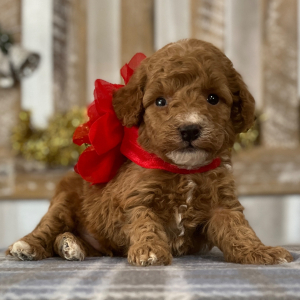 Goldendoodle Puppy Teddy