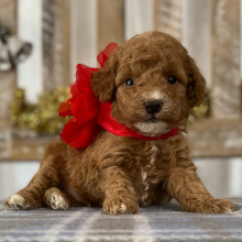 Goldendoodle Puppy Teddy
