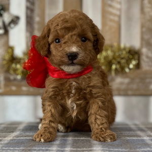Goldendoodle Puppy Teddy