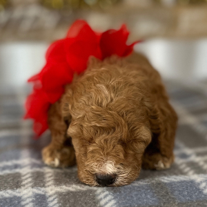 Goldendoodle Puppy Teddy