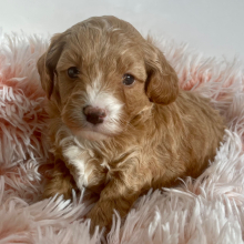 Cavapoo Puppy Cosmo