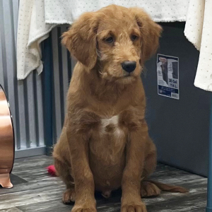Goldendoodle Puppy Kenny