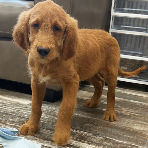 Goldendoodle Puppy Kenny