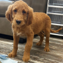 Goldendoodle Puppy Kenny