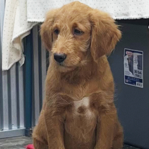 Goldendoodle Puppy Kenny