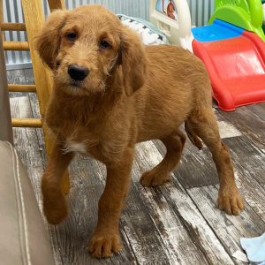 Goldendoodle Puppy Kenny