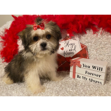 Mi-Ki Puppy Elizabeth