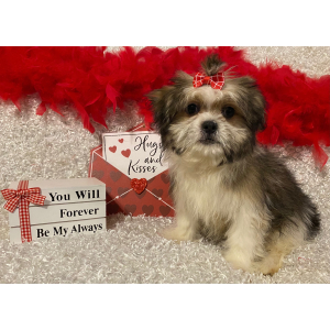 Mi-Ki Puppy Elizabeth