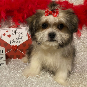 Mi-Ki Puppy Elizabeth
