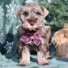 Miniature Schnauzer Puppy Nicholas