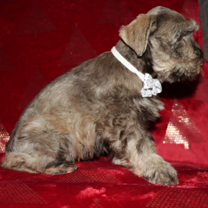 Miniature Schnauzer Puppy Nicholas