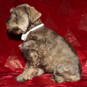 Miniature Schnauzer Puppy Nicholas