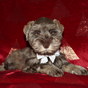 Miniature Schnauzer Puppy Nicholas