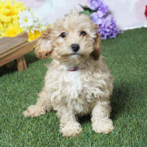 Poodle Puppy Kaylee