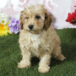 Poodle Puppy Kaylee