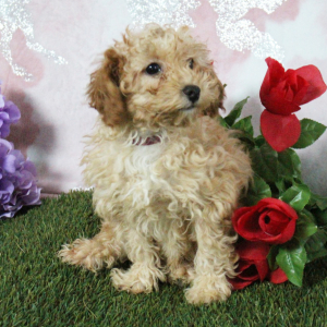 Poodle Puppy Kaylee