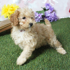 Poodle Puppy Kaylee