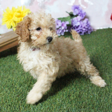 Poodle Puppy Kaylee