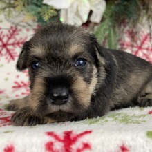 Miniature Schnauzer Puppy Brooke